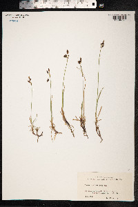 Carex rariflora image