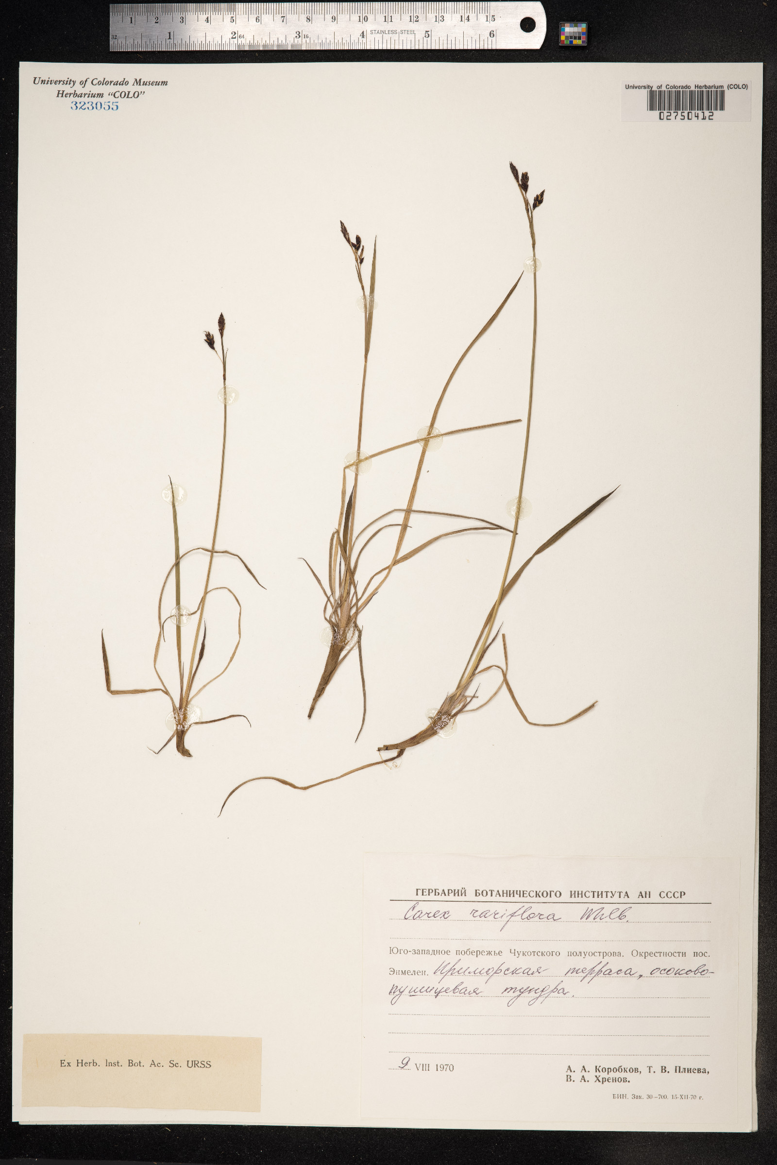 Carex rariflora image