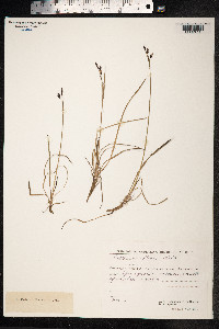 Carex rariflora image