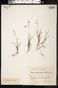 Carex rariflora image
