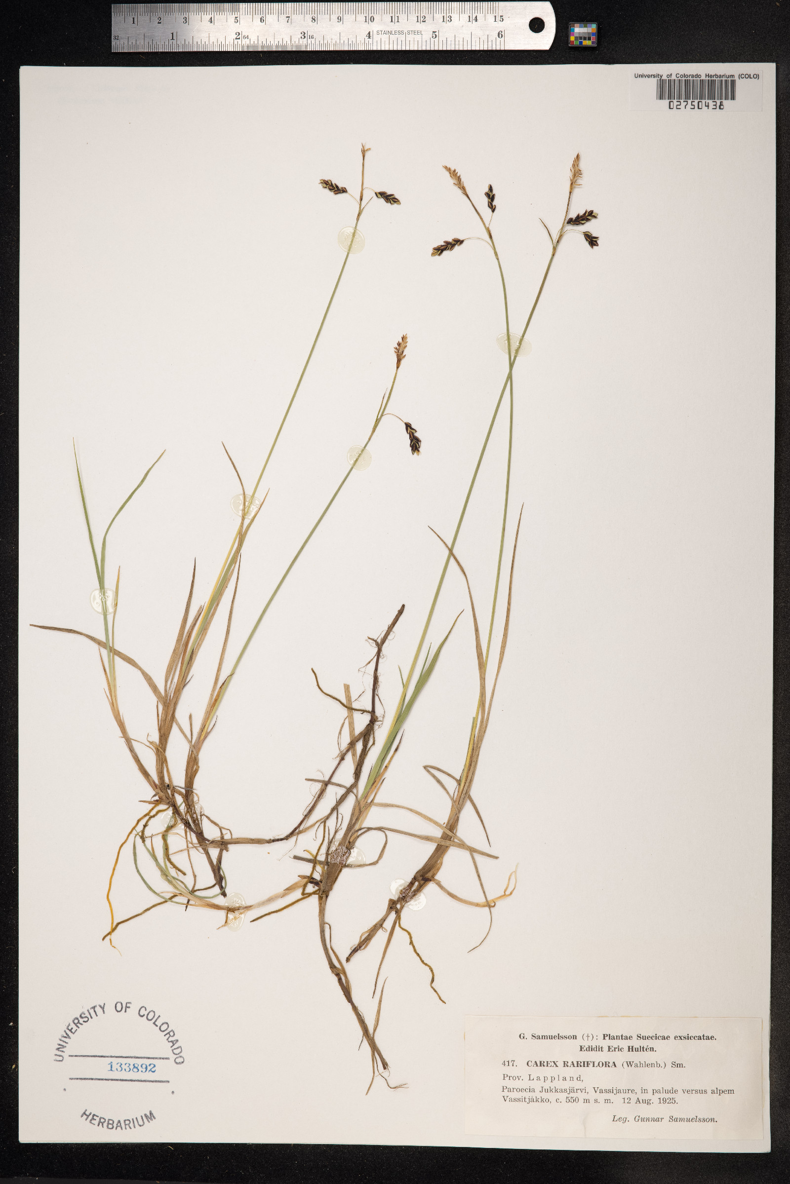 Carex rariflora image