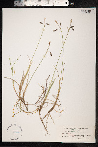 Carex rariflora image