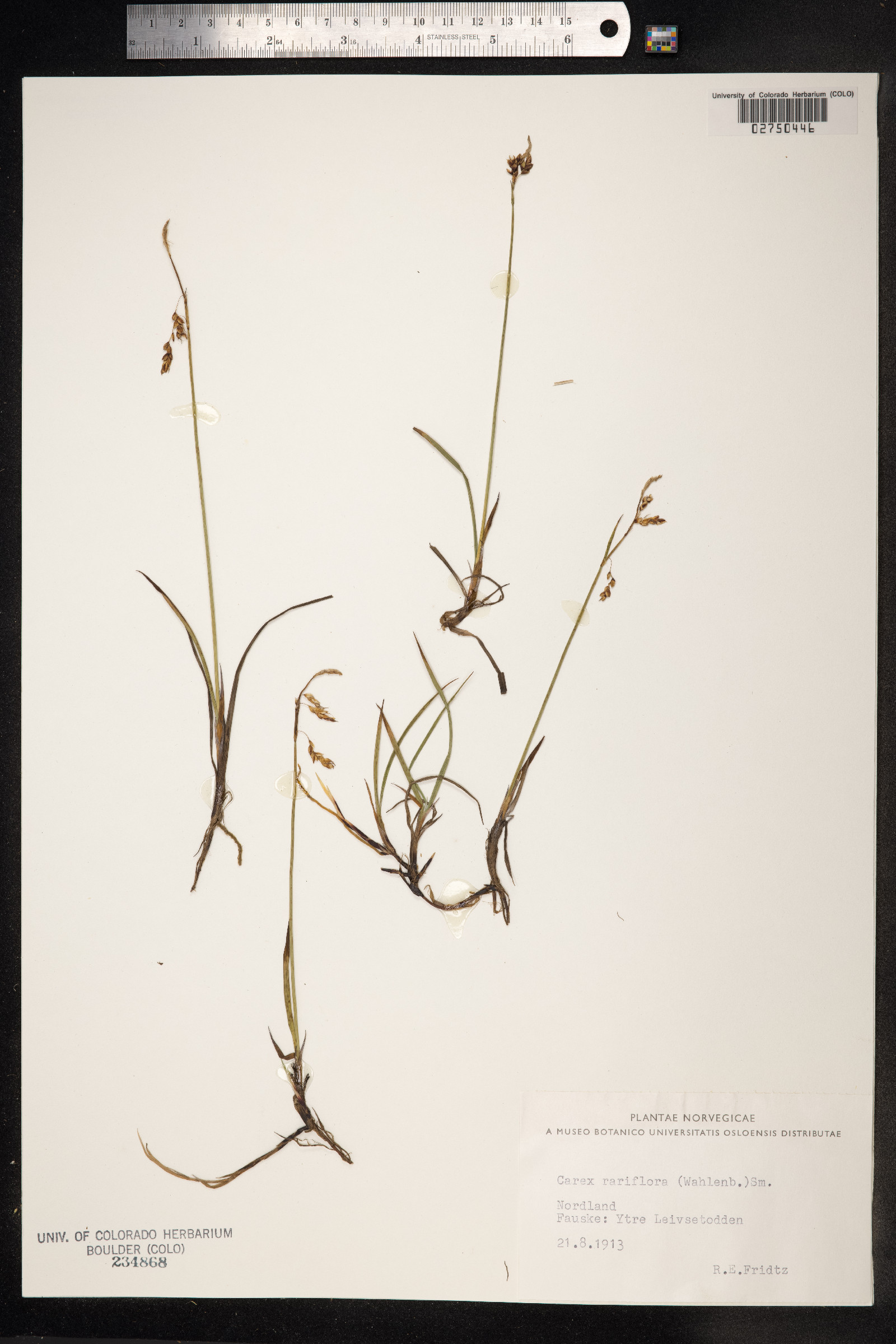 Carex rariflora image