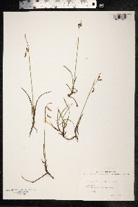 Carex rariflora image