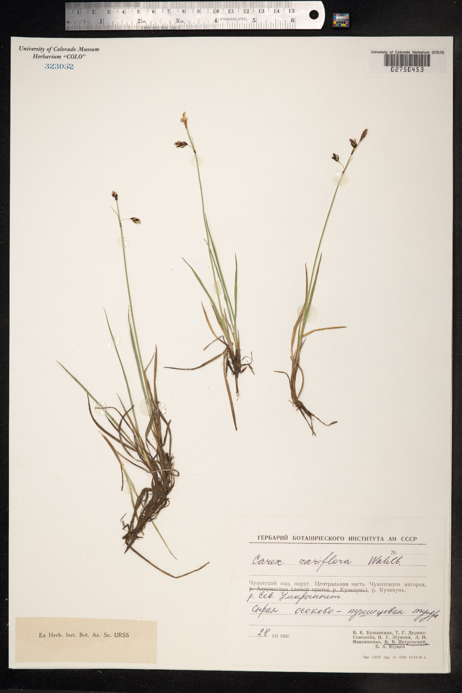 Carex rariflora image