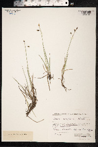 Carex rariflora image