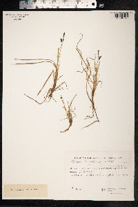 Carex rariflora image