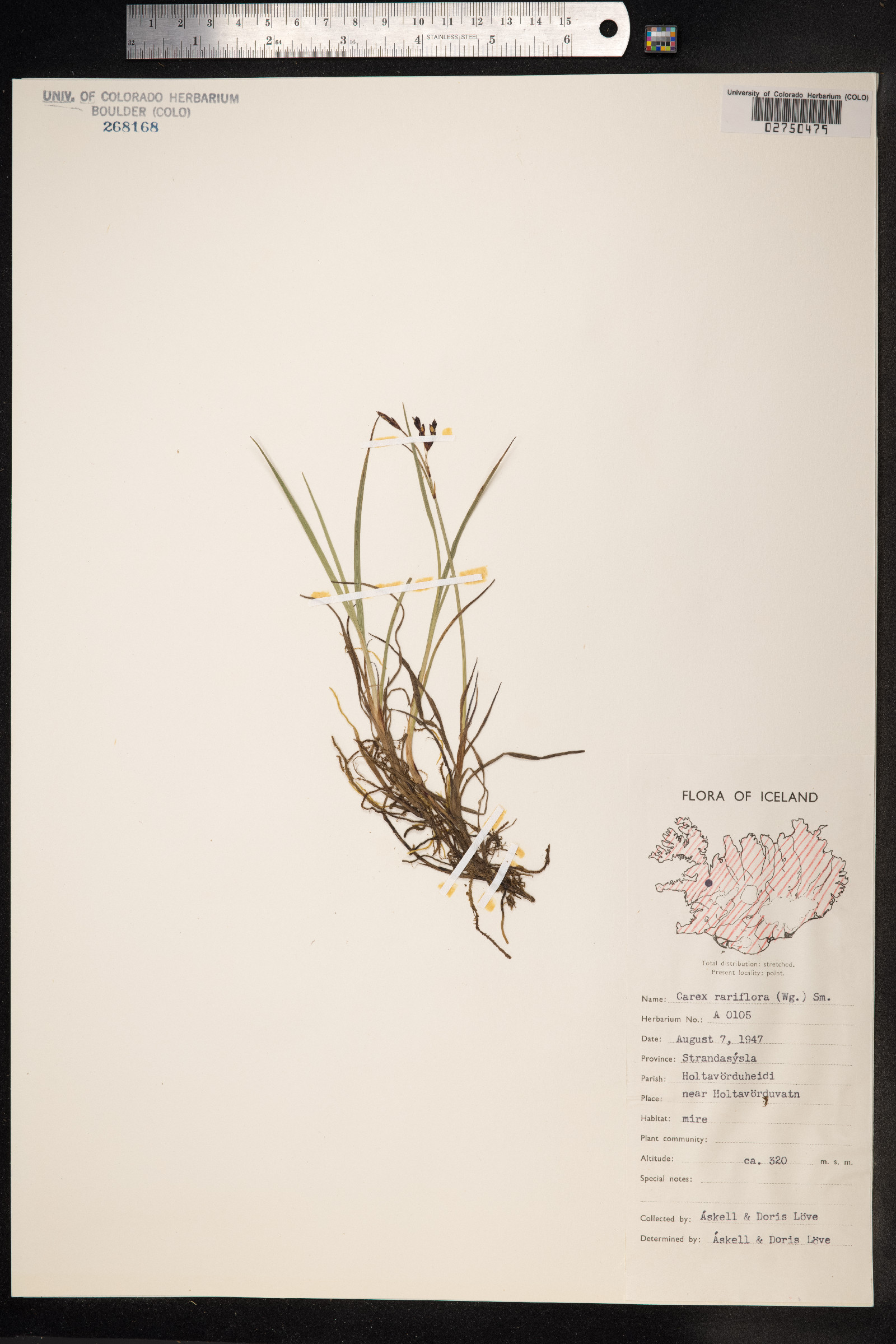 Carex rariflora image