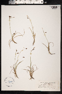 Carex rariflora image