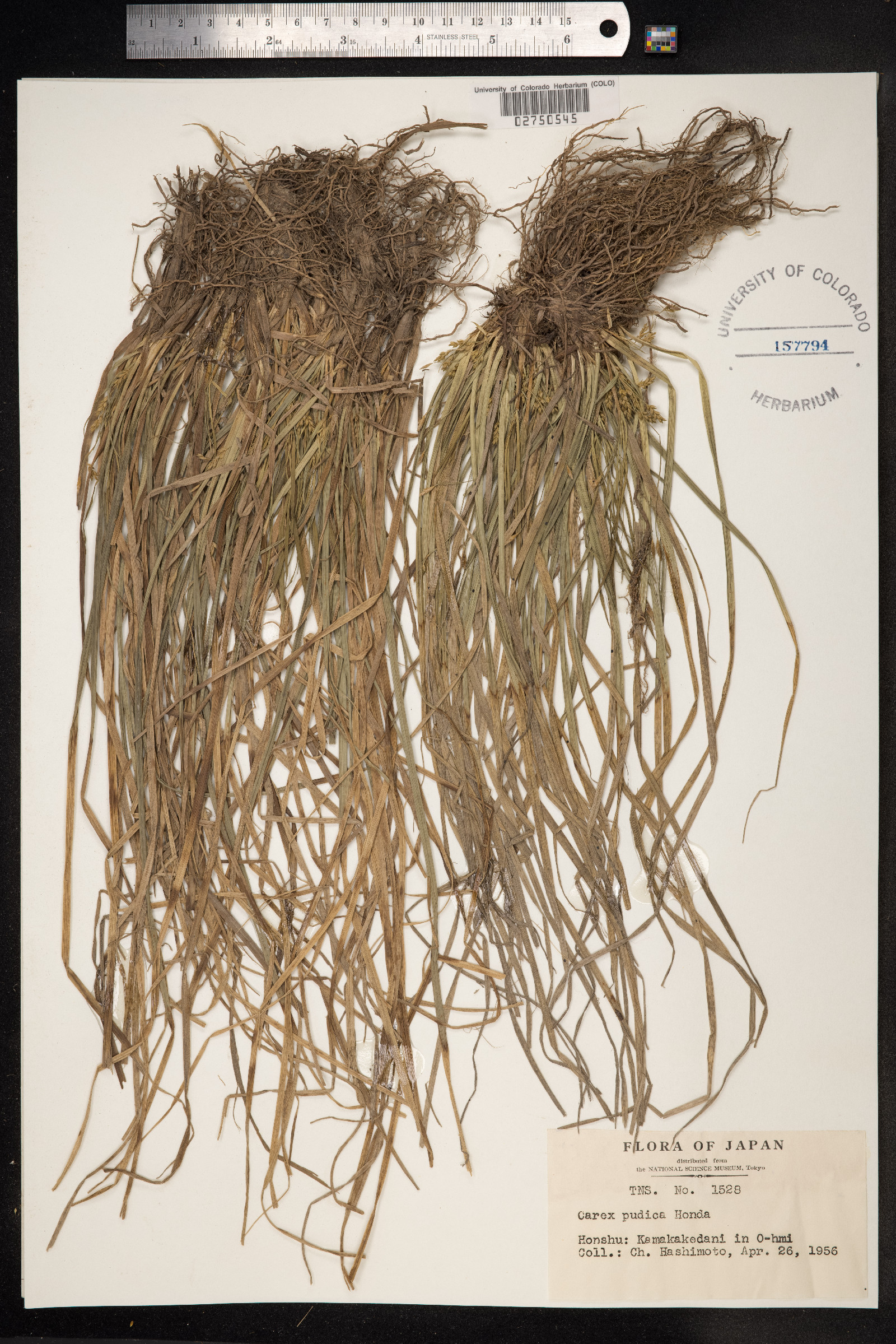 Carex pumila image