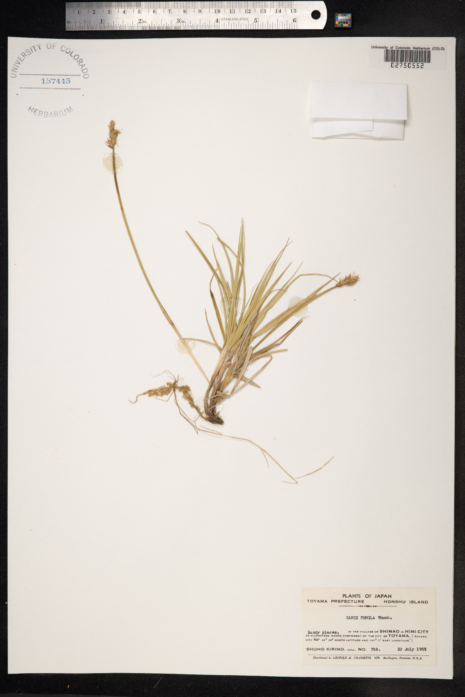 Carex pumila image