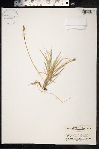 Carex pumila image