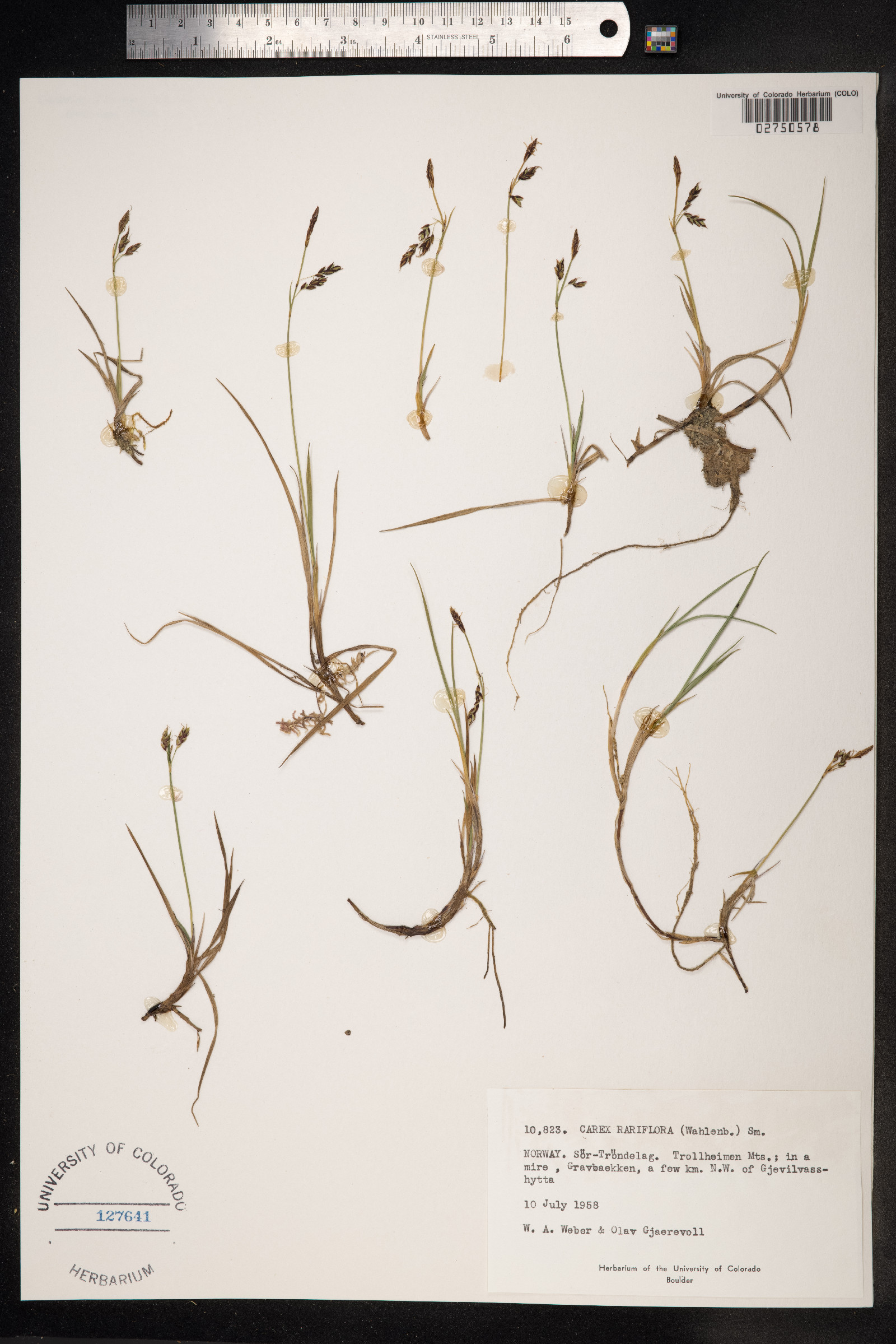 Carex rariflora image