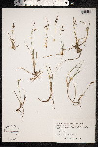 Carex rariflora image