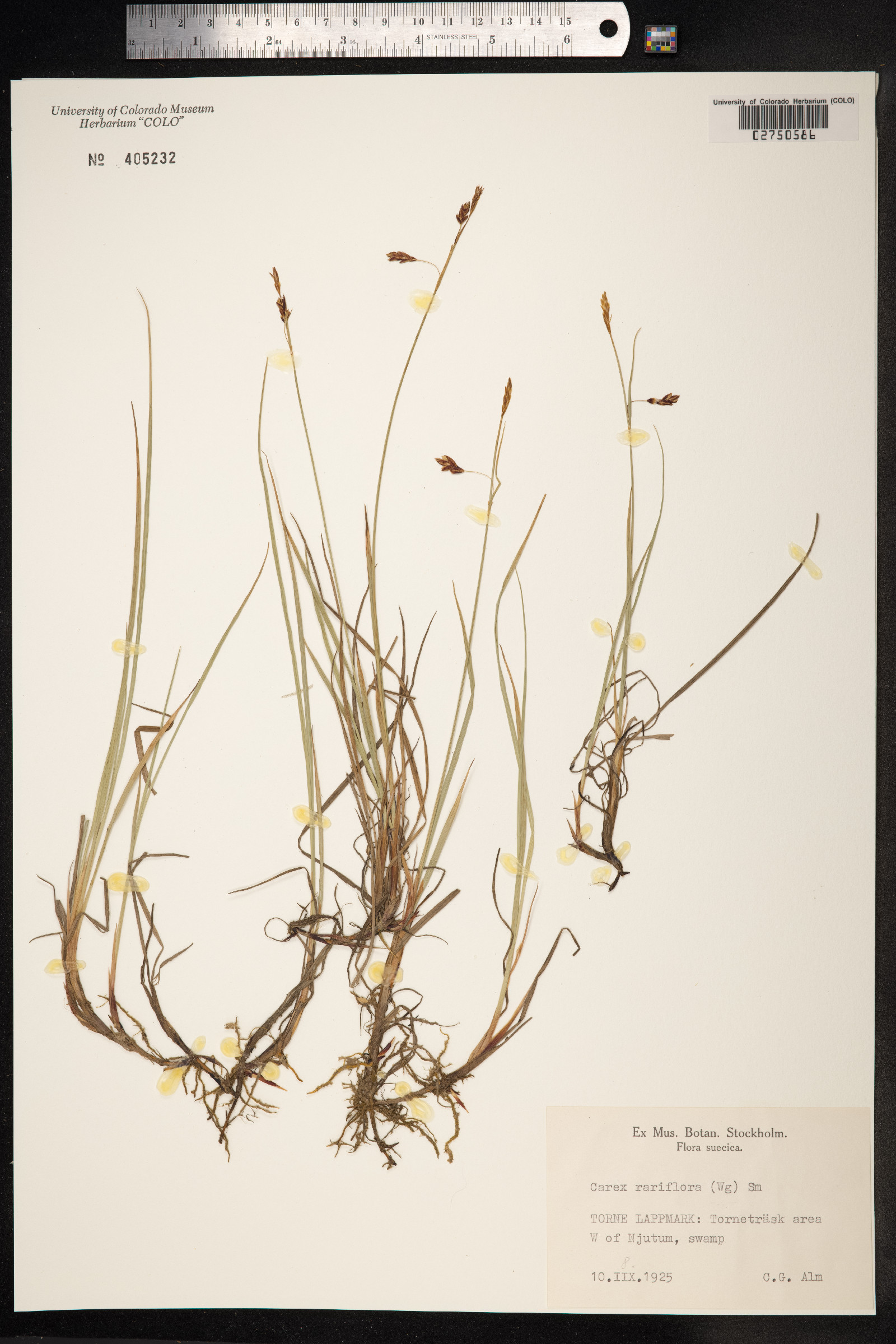 Carex rariflora image