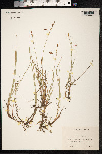 Carex rariflora image