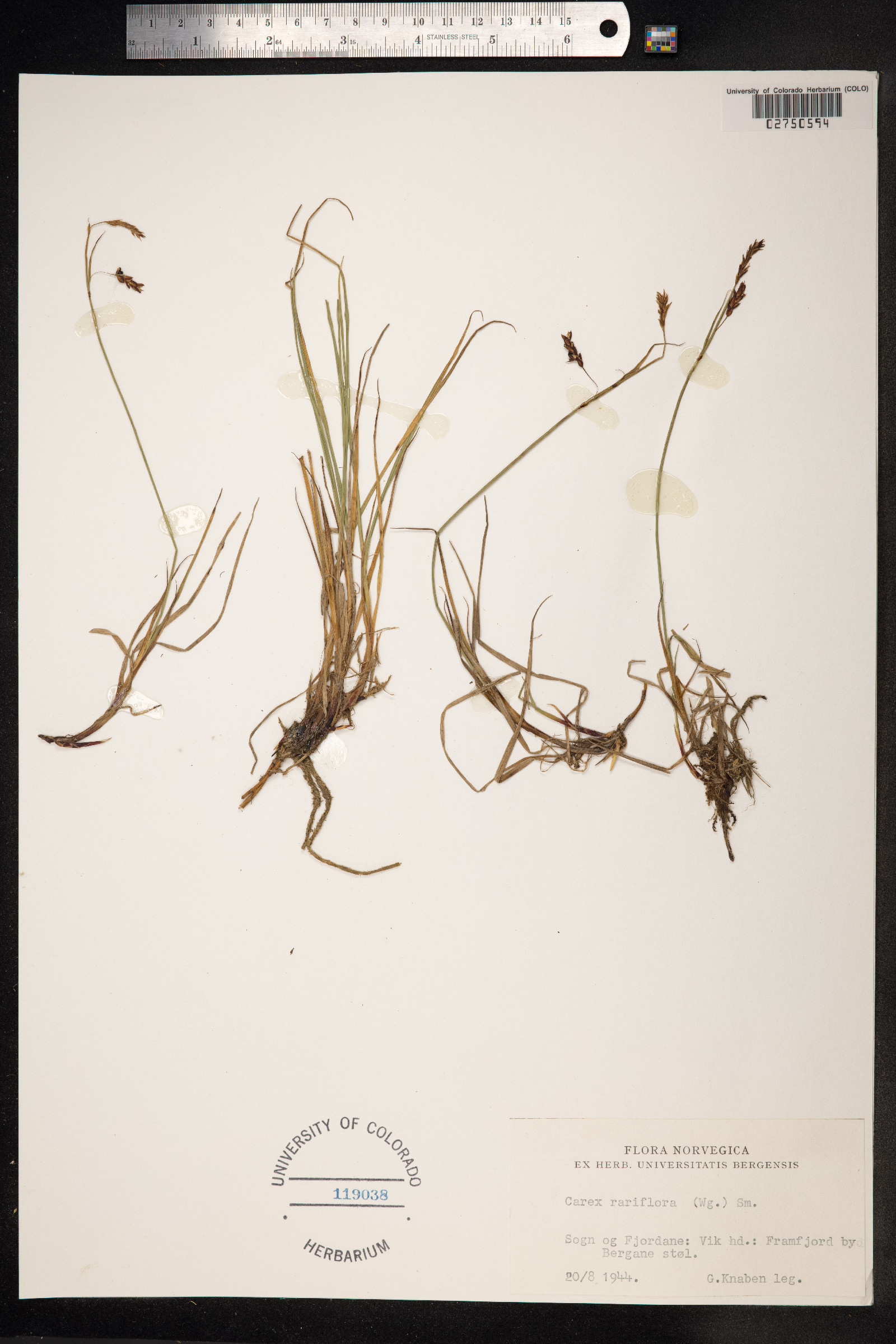 Carex rariflora image