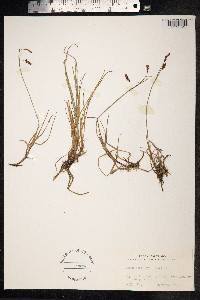 Carex rariflora image