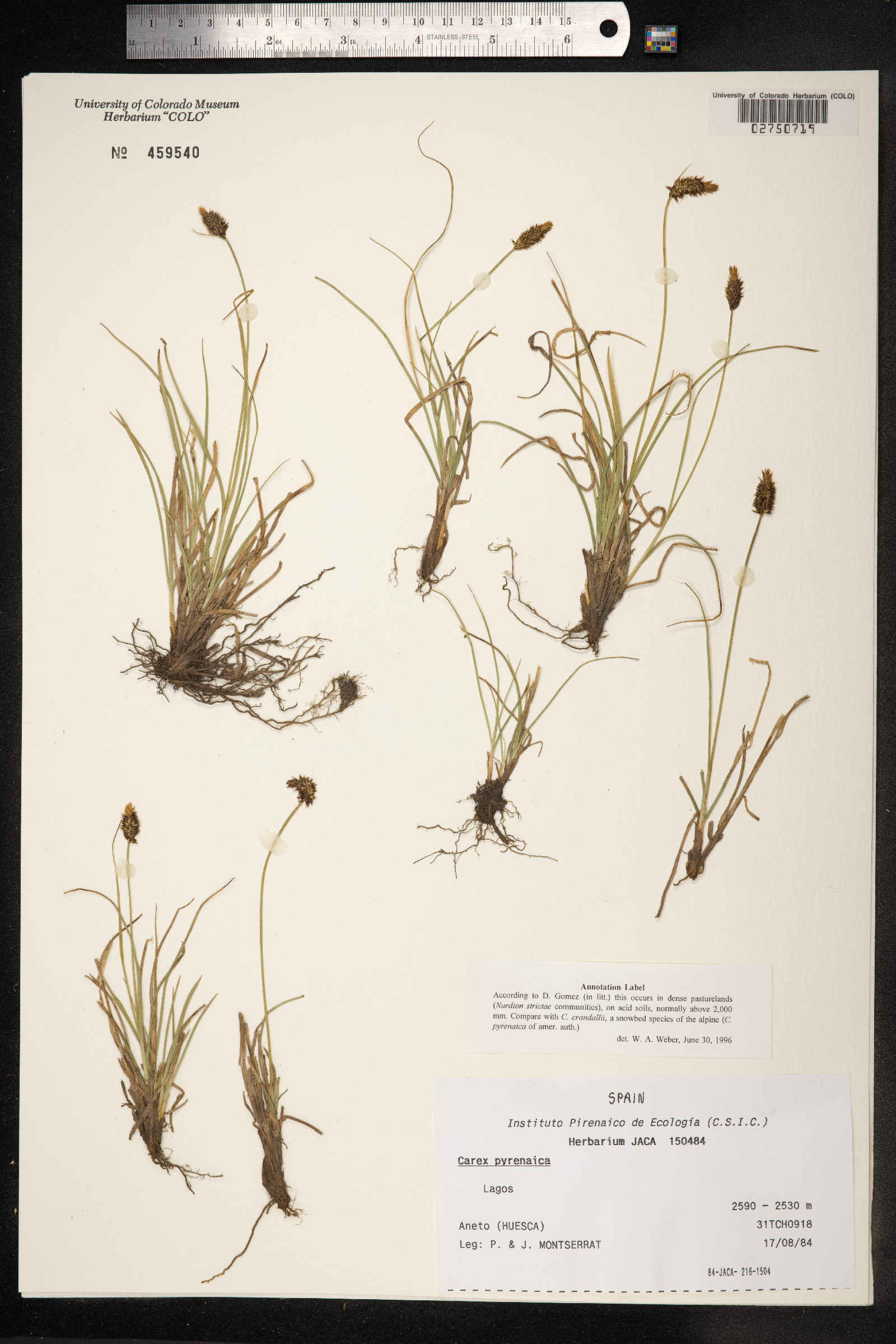 Carex pyrenaica image