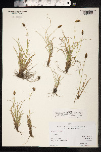 Carex pyrenaica image