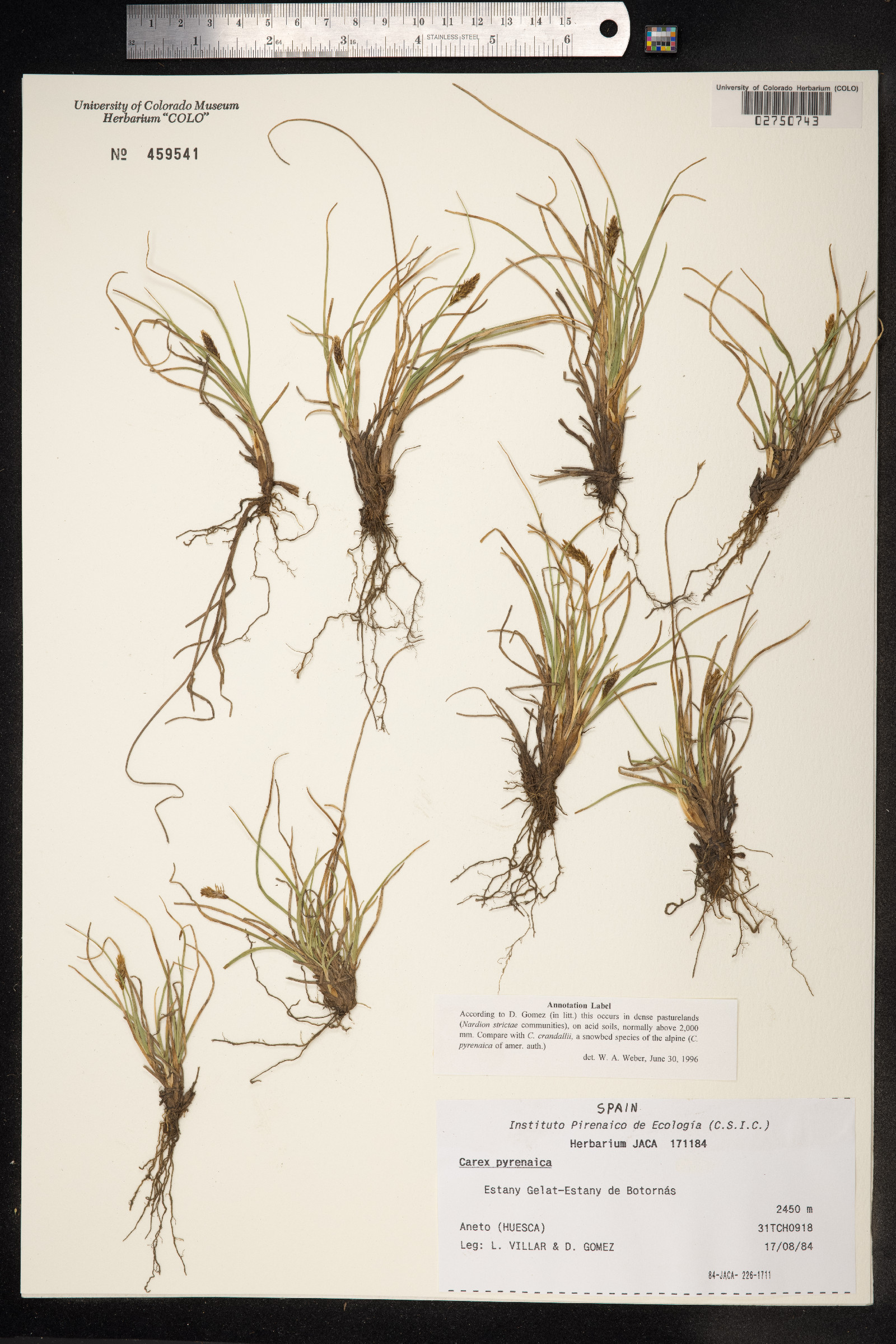 Carex pyrenaica image