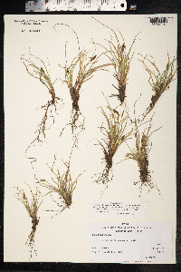 Carex pyrenaica image