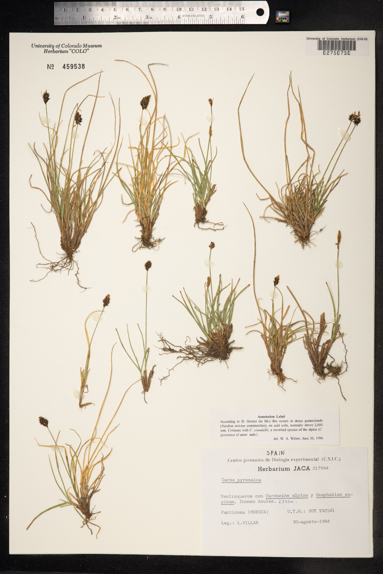 Carex pyrenaica image