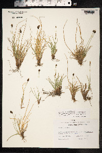 Carex pyrenaica image