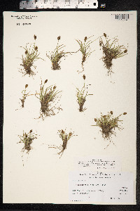 Carex pyrenaica image