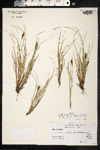 Carex pyrenaica image