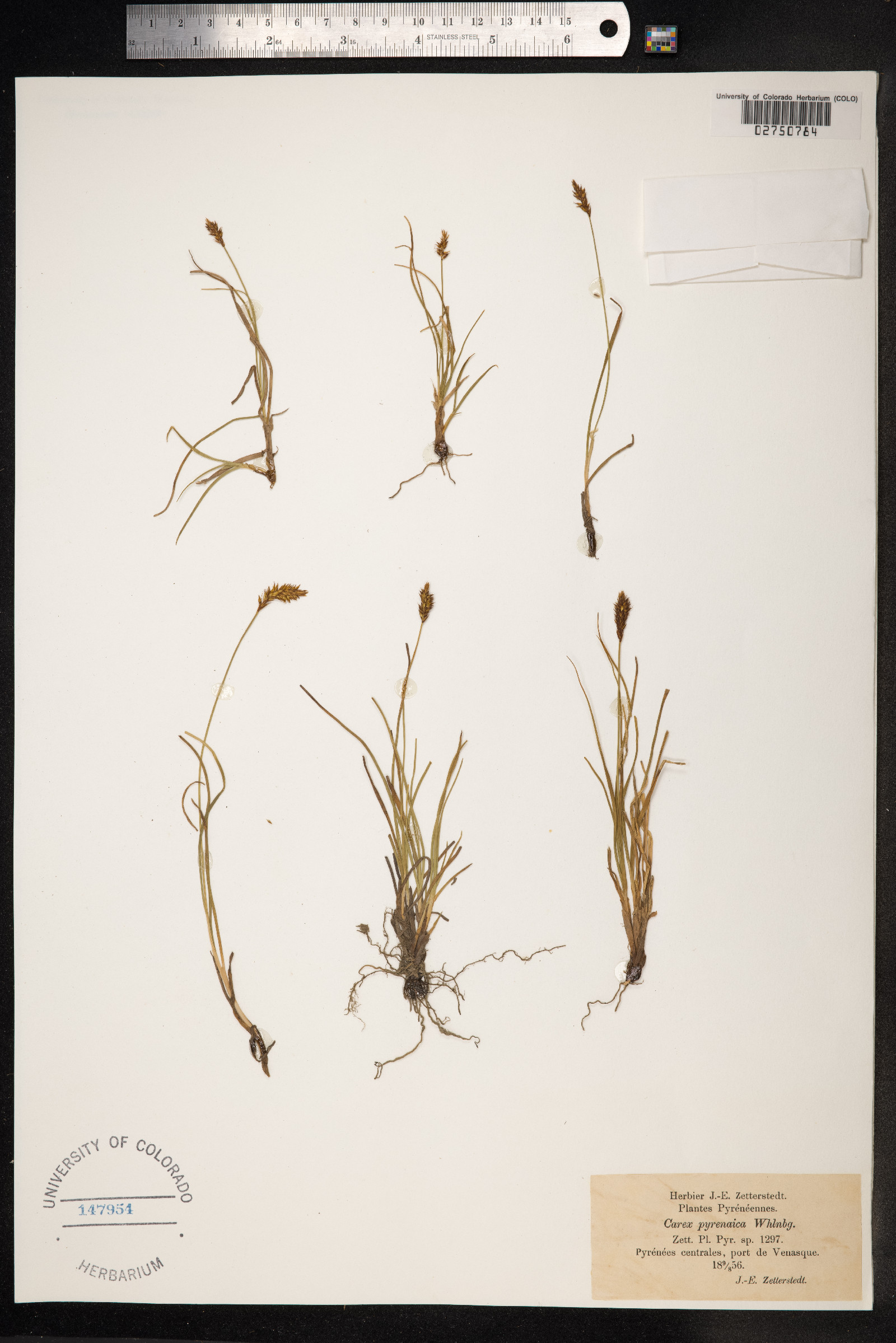 Carex pyrenaica image