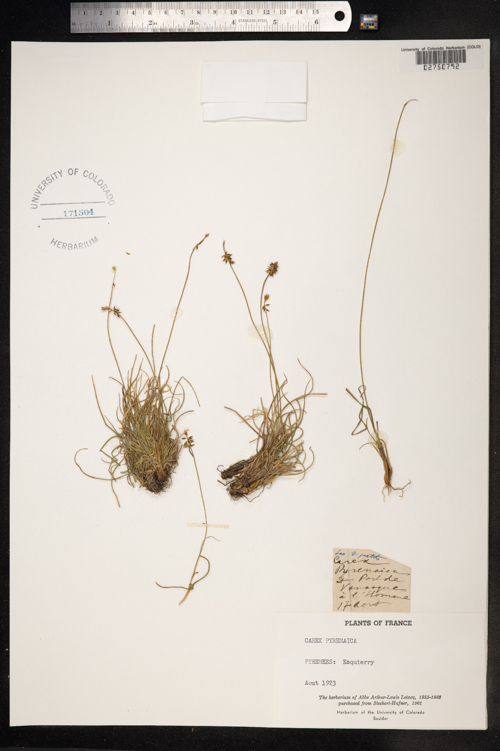 Carex pyrenaica image