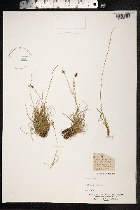 Carex pyrenaica image