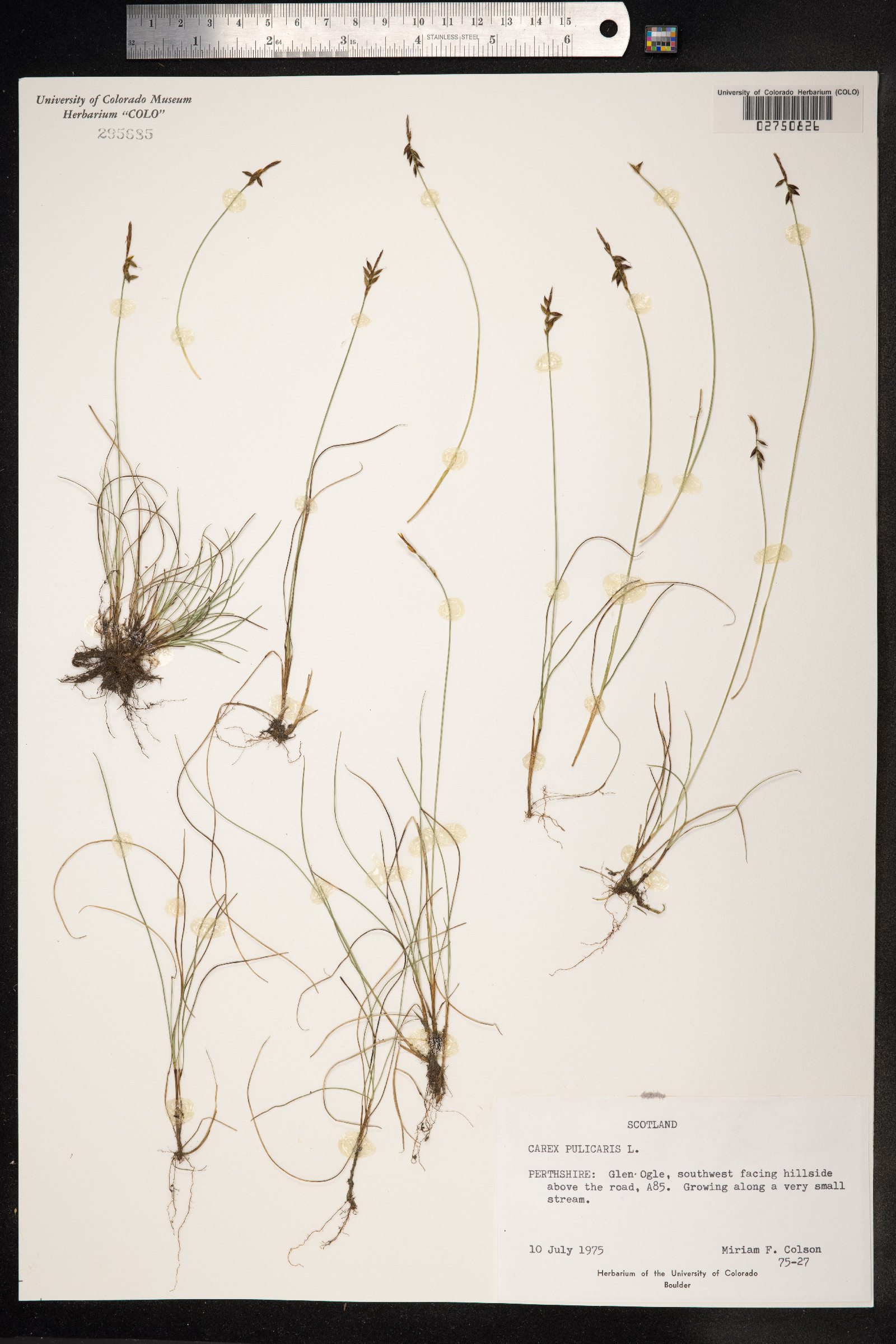 Carex pulicaris image