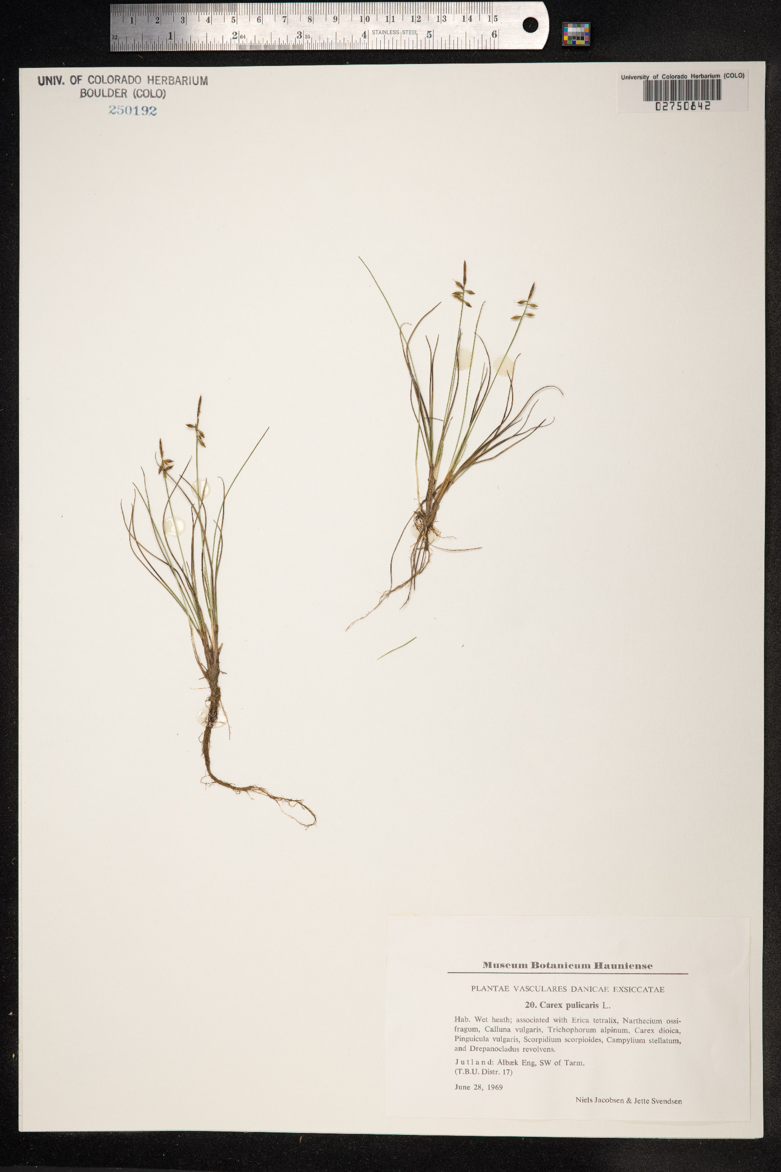 Carex pulicaris image