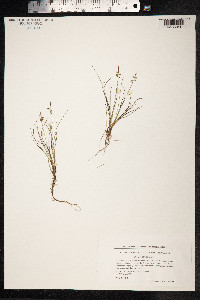Carex pulicaris image