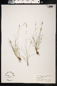 Carex pulicaris image