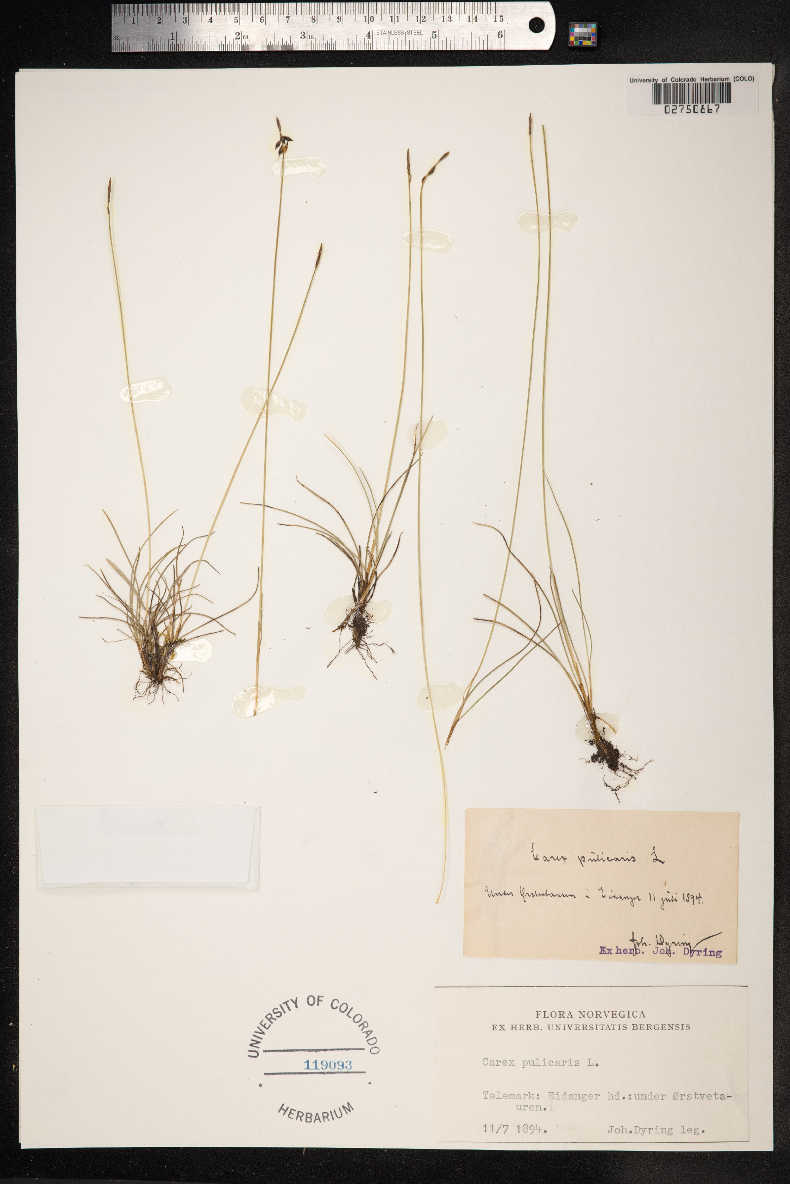 Carex pulicaris image