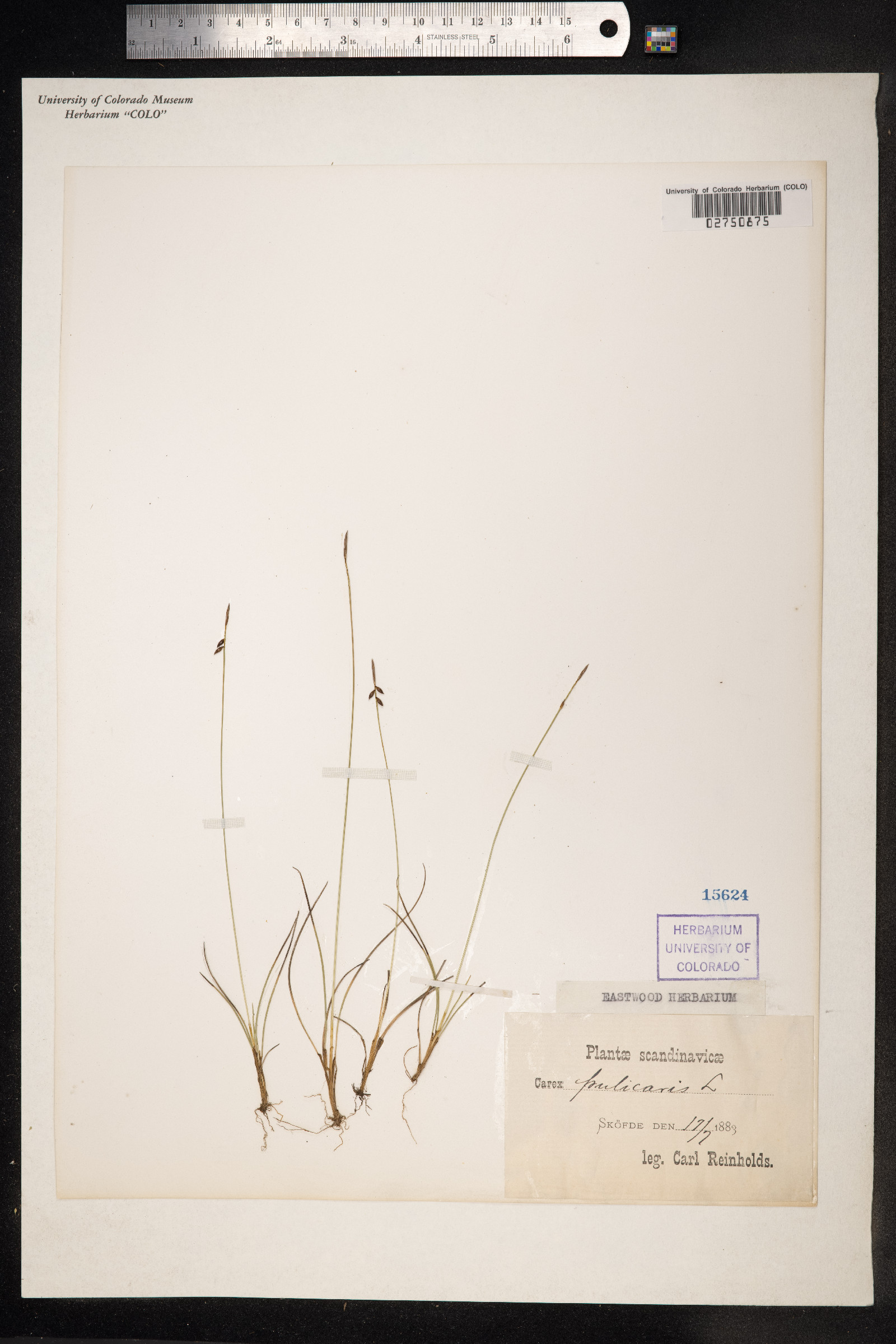 Carex pulicaris image