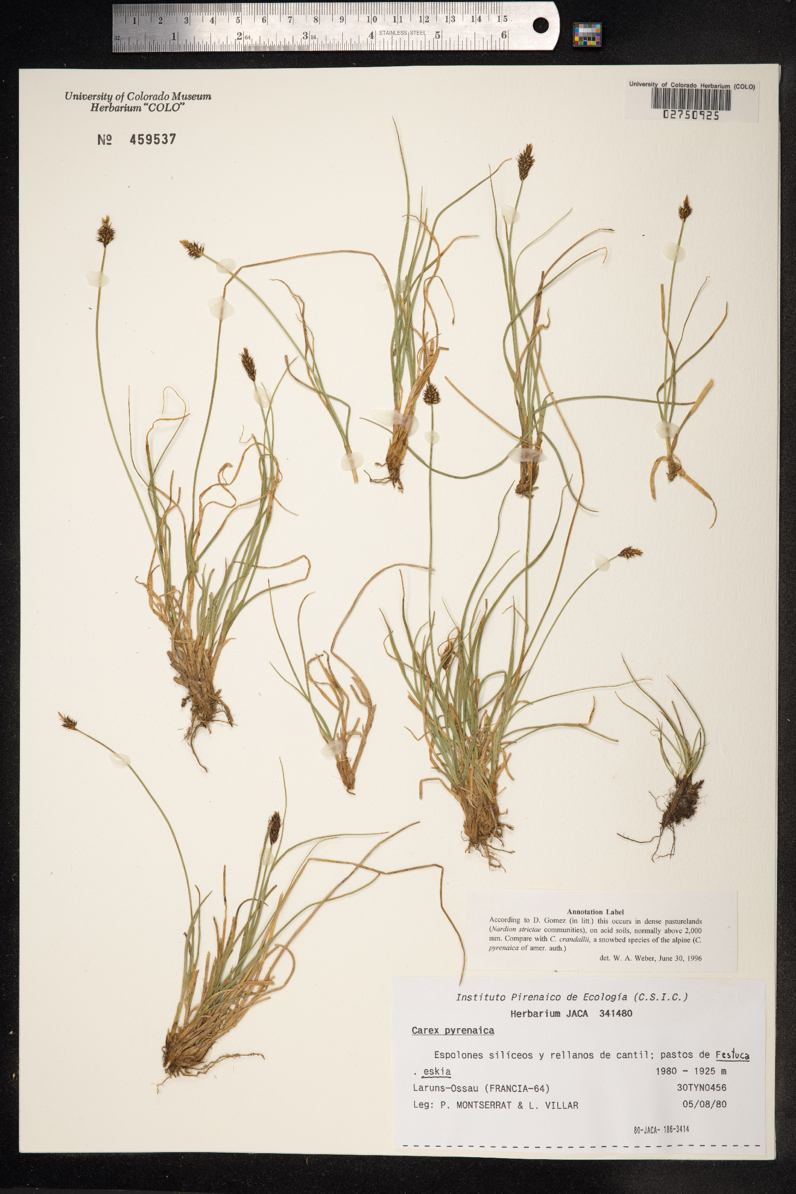 Carex pyrenaica image