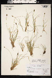 Carex pyrenaica image