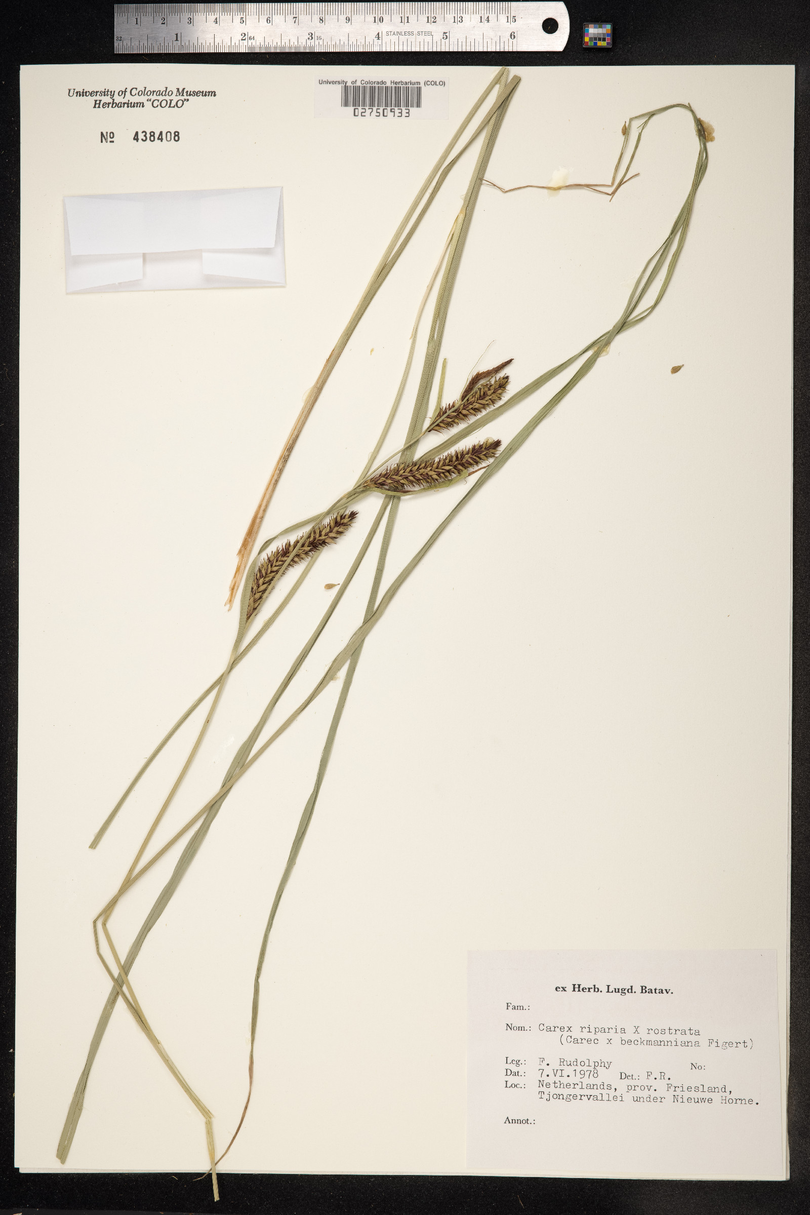 Carex hyalinolepis image