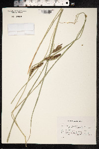 Carex hyalinolepis image