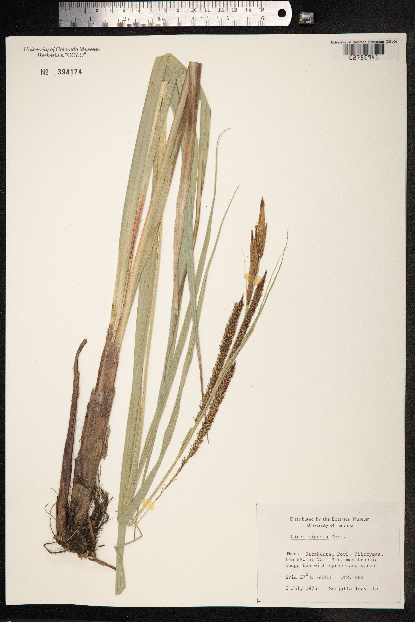 Carex hyalinolepis image