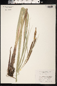 Carex hyalinolepis image