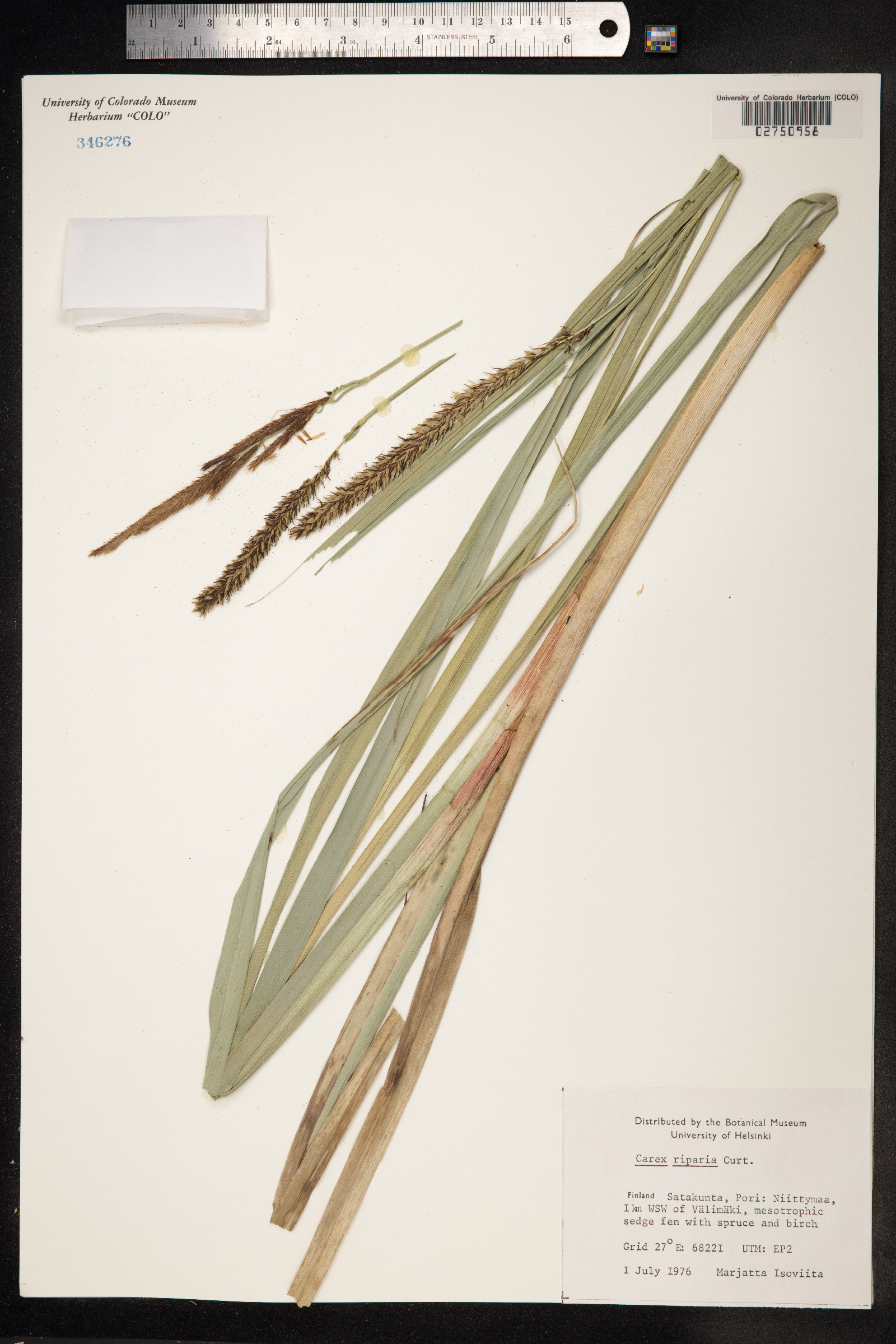Carex hyalinolepis image