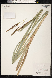 Carex hyalinolepis image