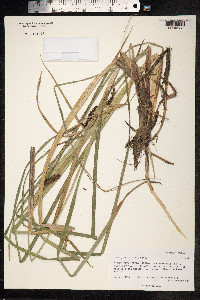 Carex hyalinolepis image