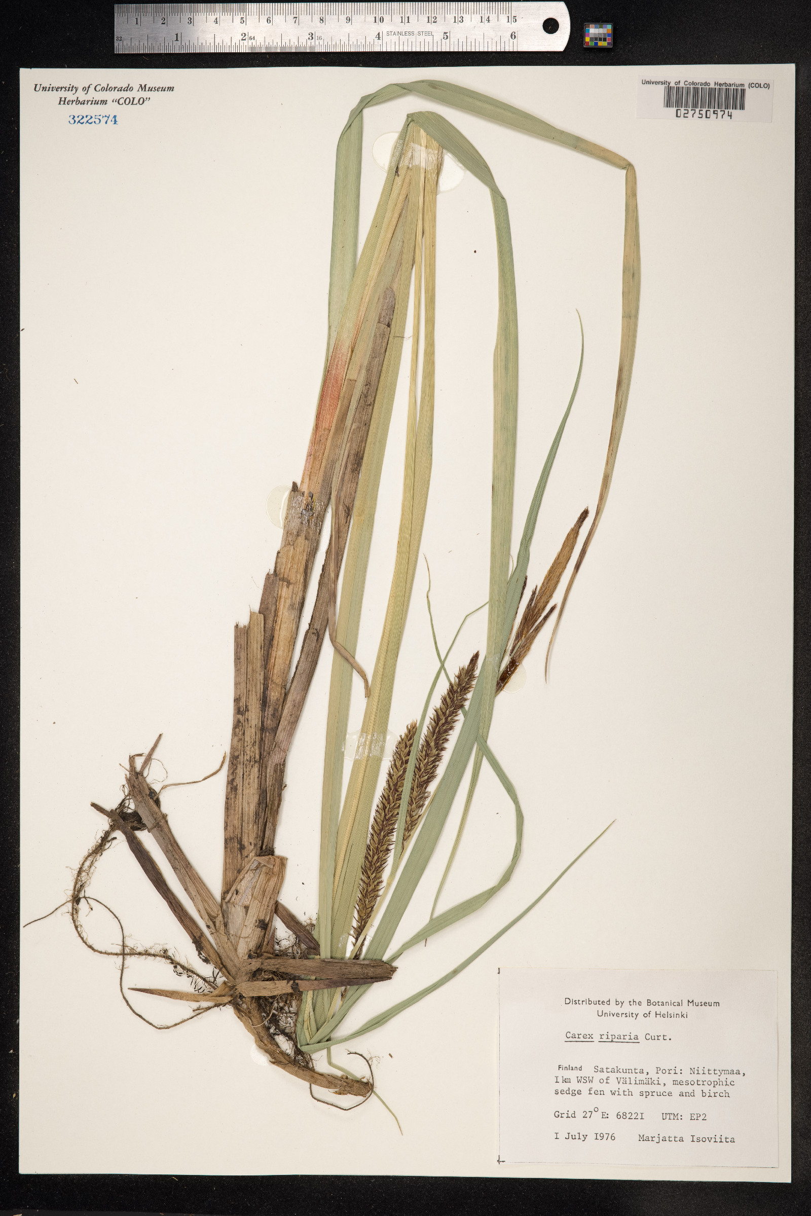Carex hyalinolepis image