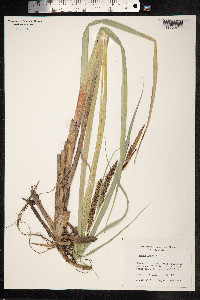 Carex hyalinolepis image